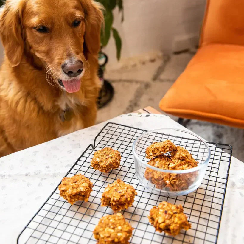 פינוקים לכלבים