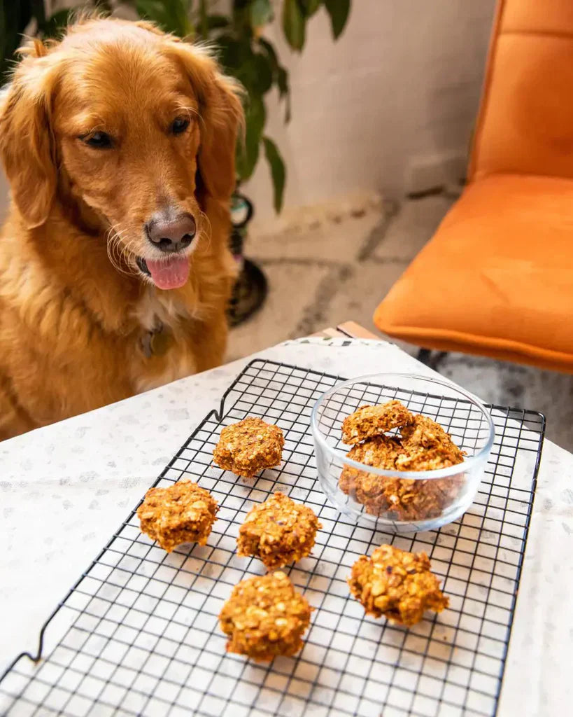 פינוקים לכלבים